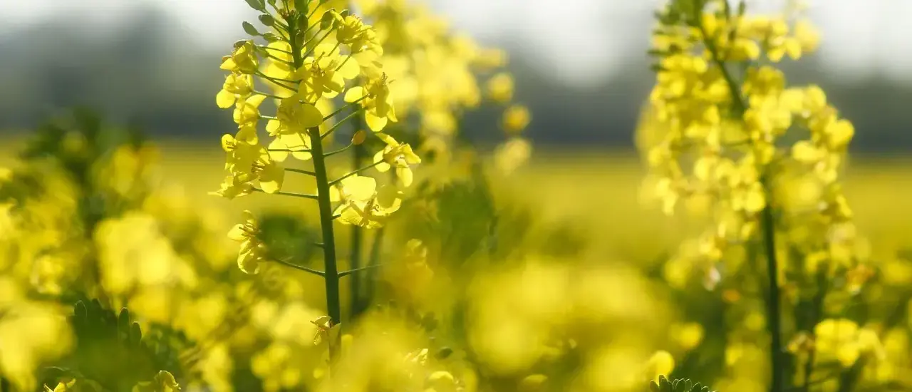 8 danskproducerede planteolier til køkkenet