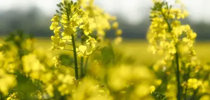 8 danskproducerede planteolier til køkkenet