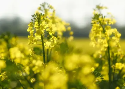 8 danskproducerede planteolier til køkkenet