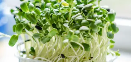 8 slags mikrogrønt, du kan dyrke i vindueskarmen