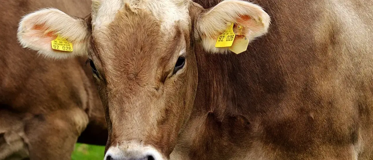 Andelsmejerierne: Historien bag bøndernes fællesskab