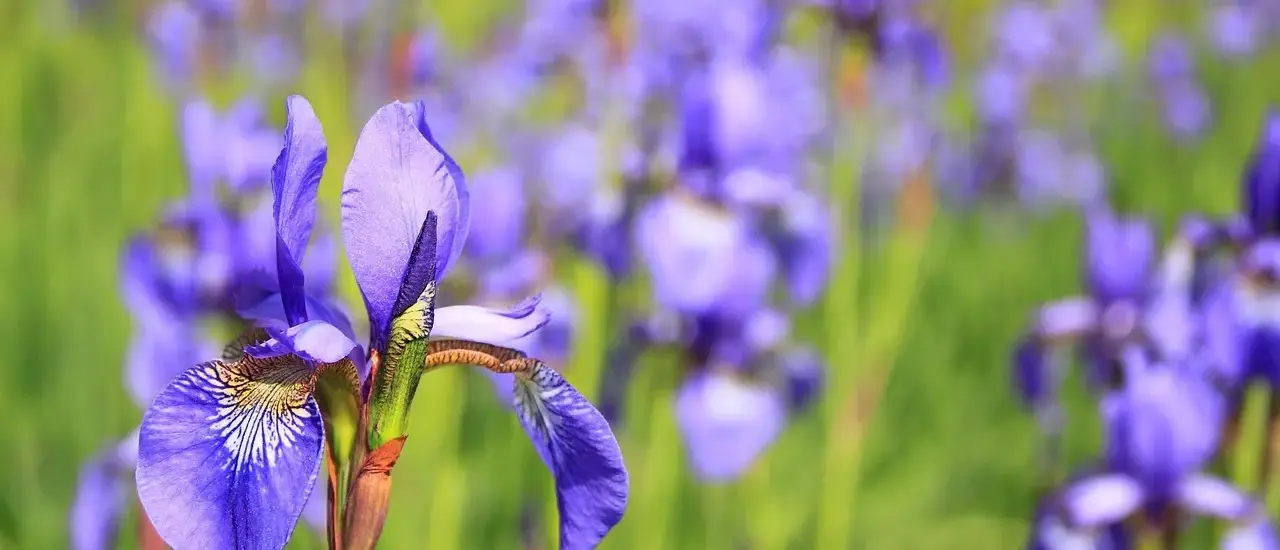 Blomster i krydsord løsningsforslag