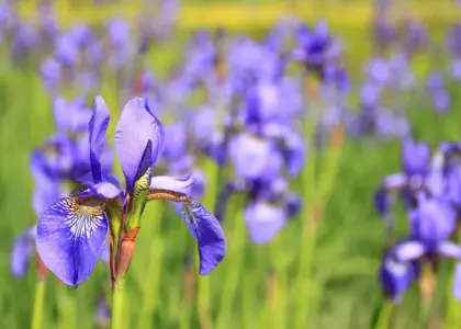 Blomster i krydsord løsningsforslag