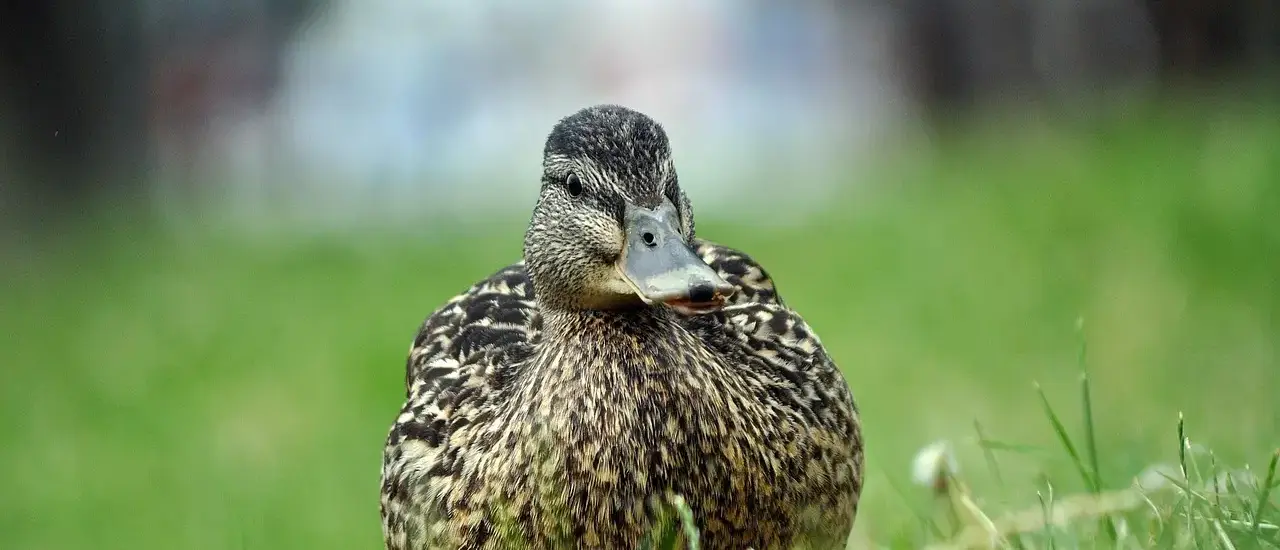 Butik Krydsord Betydning