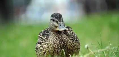 Butik Krydsord Betydning