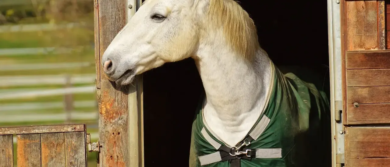 Genforeningen i 1920: folkelige fester og symboler