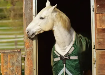 Genforeningen i 1920: folkelige fester og symboler