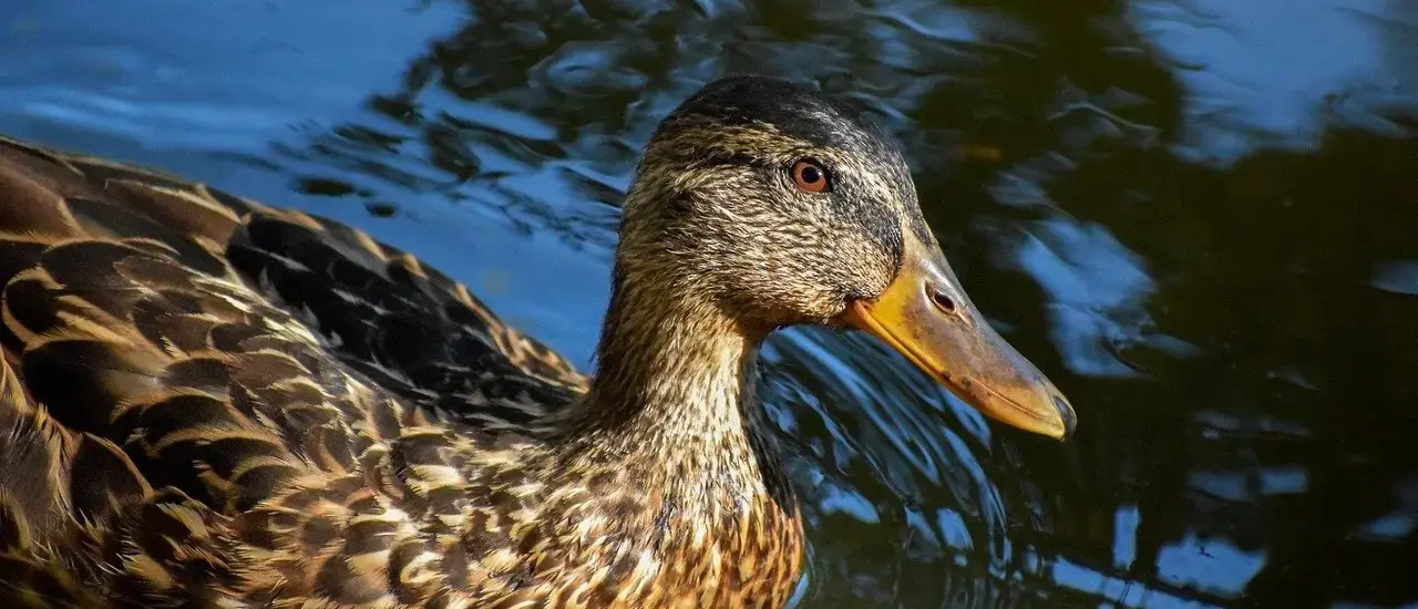 Hjælp for Øgle Krydsord