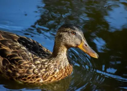 Hjælp for Øgle Krydsord