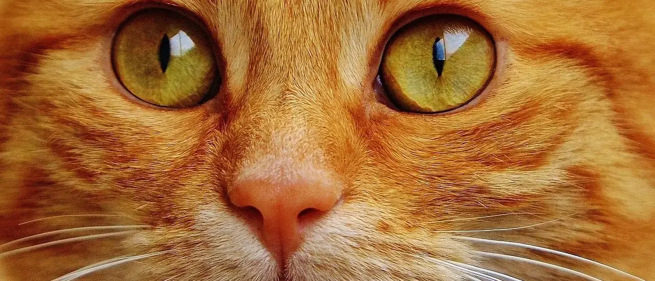 Hvad er en pescetar? Fisk, grønt og den moderne mellemvej i kosten