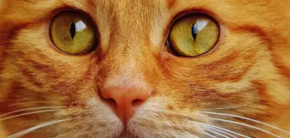 Hvad er en pescetar? Fisk, grønt og den moderne mellemvej i kosten