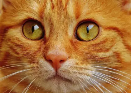 Hvad er en pescetar? Fisk, grønt og den moderne mellemvej i kosten