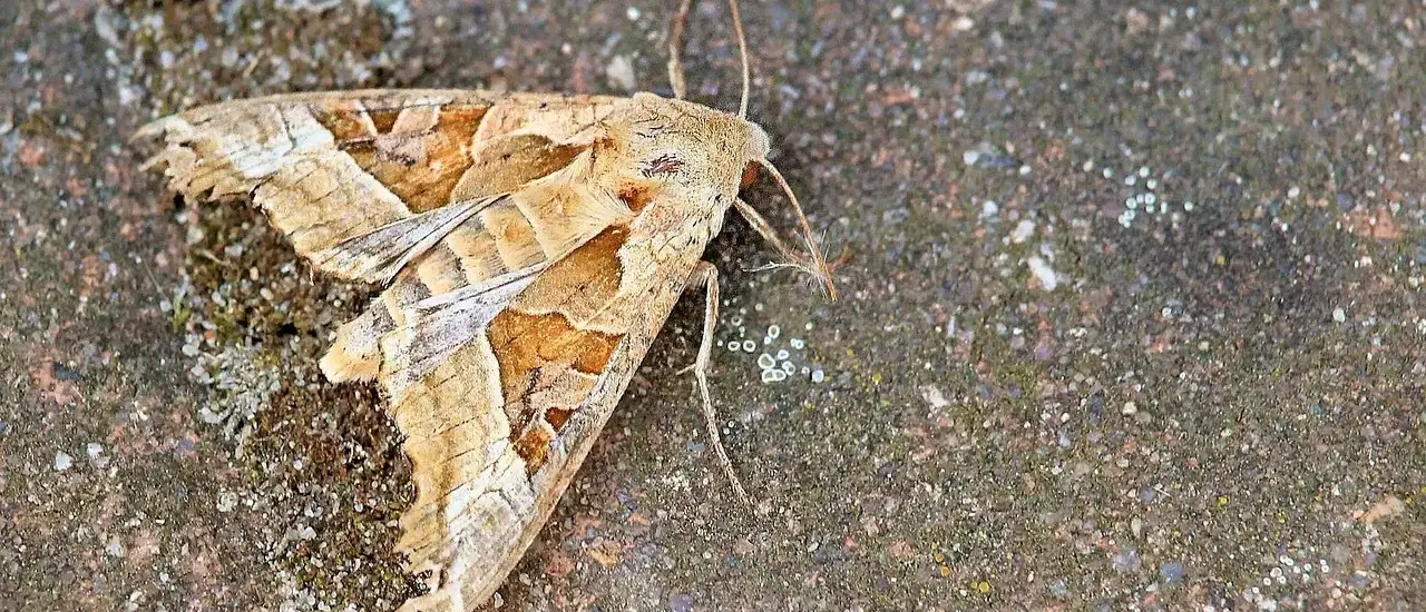 Hvad er netto? Få styr på dine penge på 5 minutter