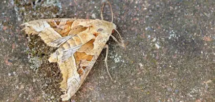 Hvad er netto? Få styr på dine penge på 5 minutter