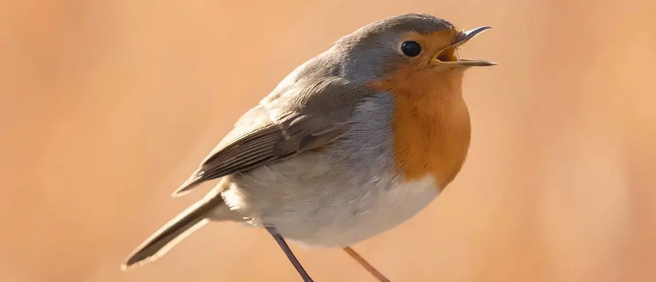 Hvad er opera? En storslået rejse gennem musik, drama og lidenskab