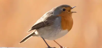 Hvad er opera? En storslået rejse gennem musik, drama og lidenskab