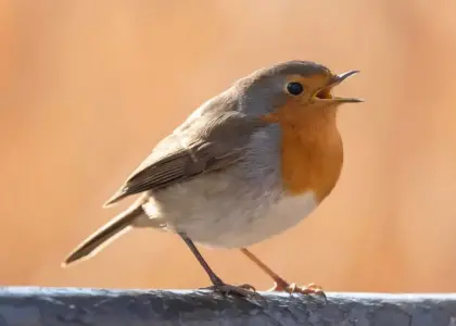 Hvad er opera? En storslået rejse gennem musik, drama og lidenskab