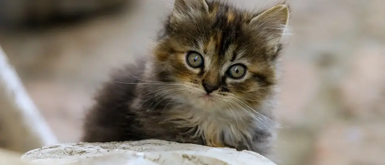 Hvem var Grundtvig? Manden der formede Danmarks sjæl - præst, digter og folkeoplysningens visionær