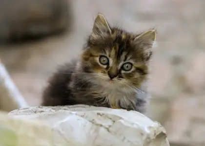 Hvem var Grundtvig? Manden der formede Danmarks sjæl - præst, digter og folkeoplysningens visionær