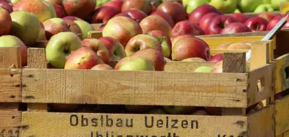 Hvilke æbler er bedst til æblekage? - Find de perfekte, saftige sorter til din næste kage