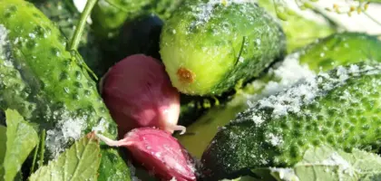 Hvilket salt er bedst til at sylte agurker?