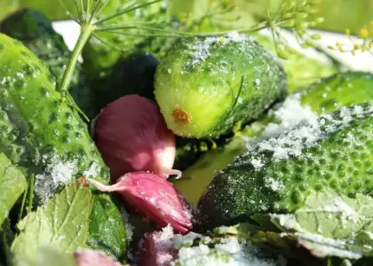 Hvilket salt er bedst til at sylte agurker?