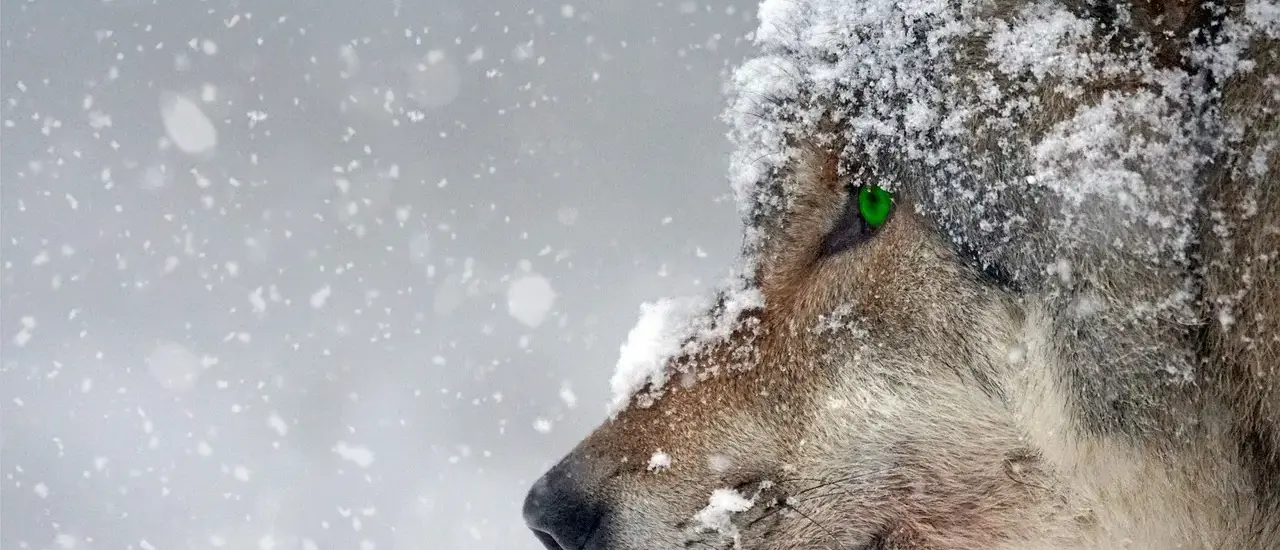 Hvor kan man se Jagten? Din hurtigguide til streaming, leje og biografvisning