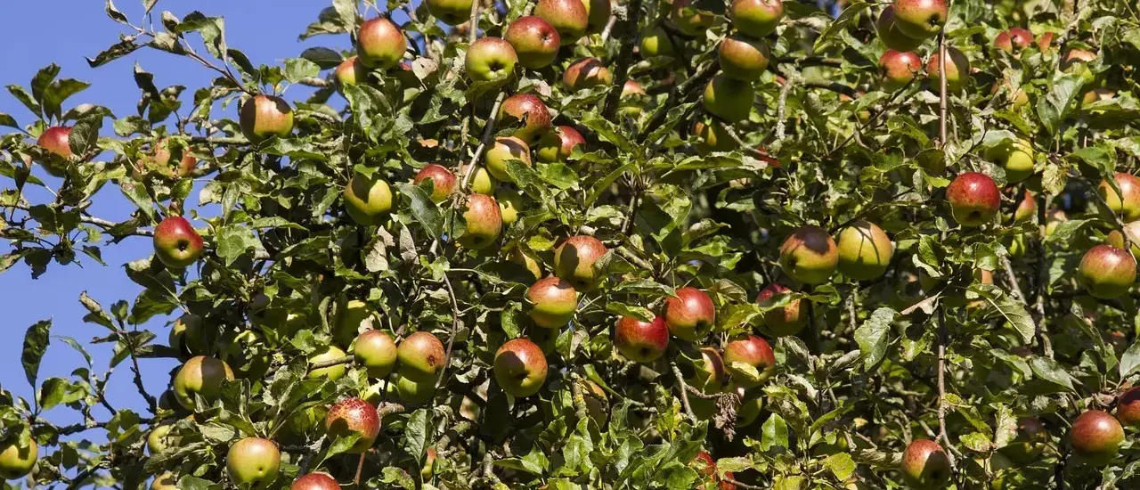 Hvordan laver man æblekage? - Trin-for-trin til den perfekte, saftige klassiker