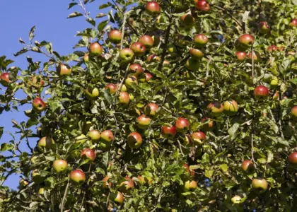 Hvordan laver man æblekage? - Trin-for-trin til den perfekte, saftige klassiker