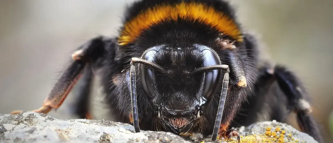 Hvordan vælger man en ramme til originalgrafik?