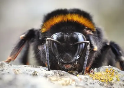 Hvordan vælger man en ramme til originalgrafik?