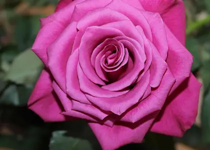 Hvornår er Blå Mandag? Find datoen - og de bedste måder at fejre (eller overleve) den