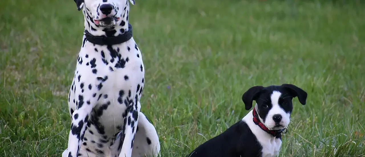 Medvirkende i 101 Dalmatinere