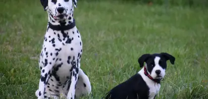 Medvirkende i 101 Dalmatinere