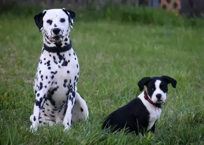 Medvirkende i 101 Dalmatinere