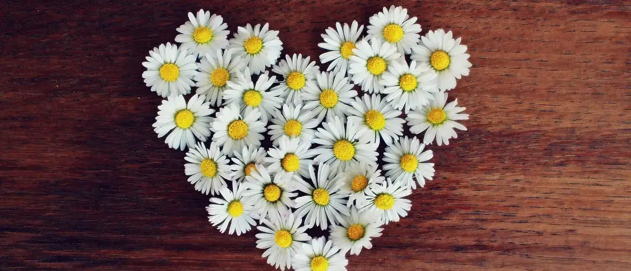 Medvirkende i Wild At Heart