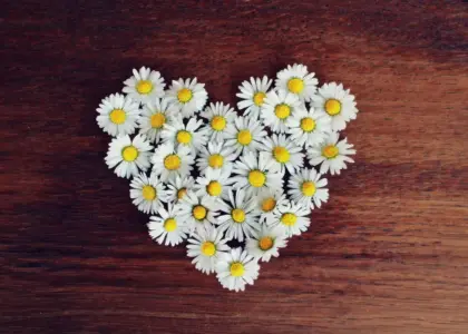 Medvirkende i Wild At Heart