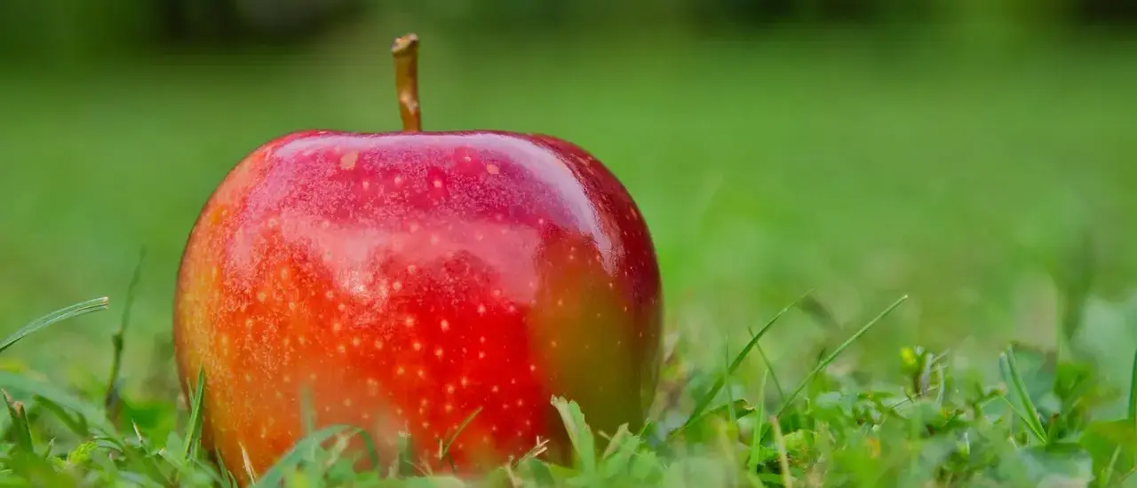 Sæsonguide: danske æblesorter og opskrifter