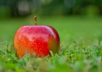 Sæsonguide: danske æblesorter og opskrifter