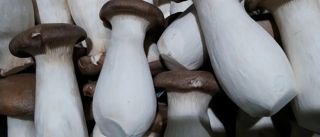 Stempelkandekaffe: kværningsgrad, bryggetid og vandtemperatur