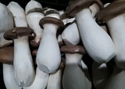 Stempelkandekaffe: kværningsgrad, bryggetid og vandtemperatur