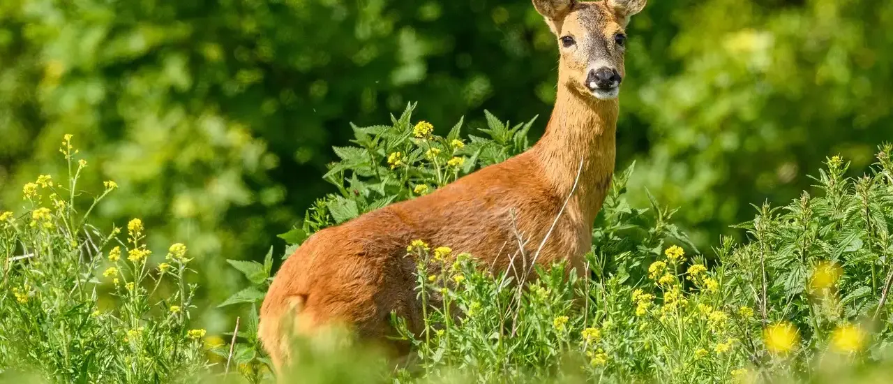Stenbiderrogn: sådan renser og salter du den