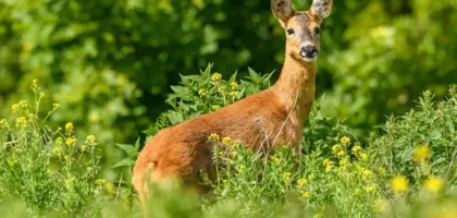 Stenbiderrogn: sådan renser og salter du den