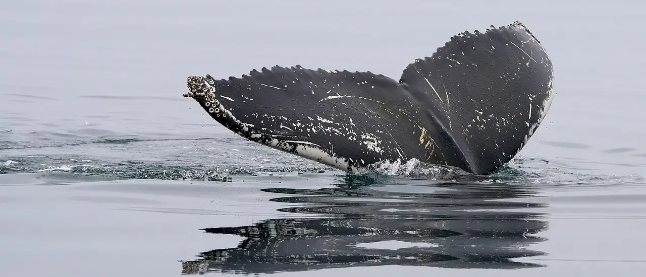 Synomymer til Hvaler krydsord